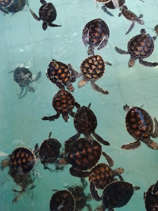 Khao Lak sightseeing half day trip